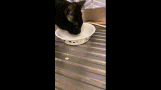 Cat Drinking milk