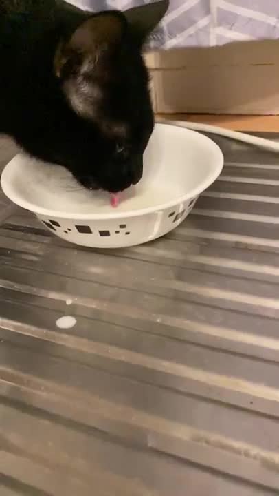 Cat Drinking milk