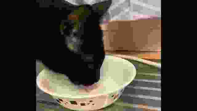 Cat Drinking milk